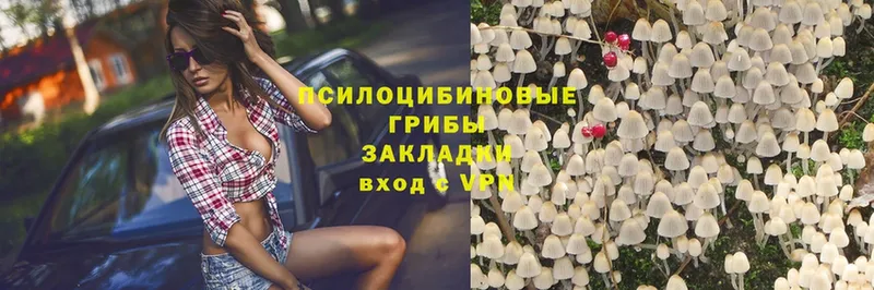 Псилоцибиновые грибы Psilocybe  Аркадак 